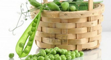 Správná péče o hrášek - jsme pro sklizeň